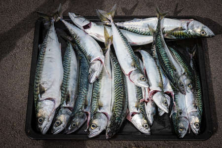 A fresh catch of mackerel on a tray. Gray backgroundの写真素材