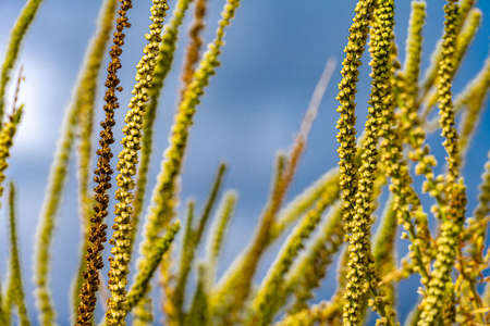 Closeup picture of yellow wild grass with seed. Shallow depth of field. Blue sky background. Picture...