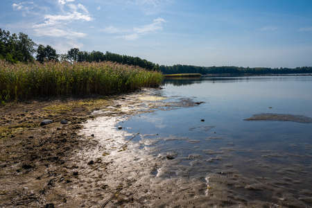 A backlit photo of a beautiful scenery with reed at a lake one of the latest days of summer. Picture...