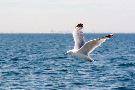 A picture of a flying seagull close to a fishing boat. A clear blue sky with patches of clouds in...