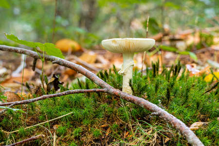 A closeup picture of a fungus in a forest. Bright green and blurry backgroundの写真素材