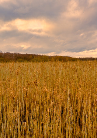A boardwalk in a marshland full of reeds in golden color. Picture from Lund, southern Sweden