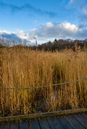 A boardwalk in a marshland full of reeds in golden color. Picture from Lund, southern Sweden