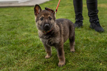 An eight weeks old German Shepherd puppy looking straight into the camera. Green grass in the backgroundの写真素材