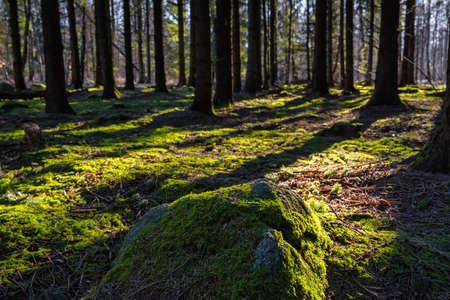 A picture of a pine forest in beautiful early morning light. A stone with green moss in the foreground. Picture from Eslov, Swedenの写真素材