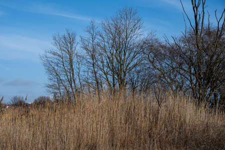 Grass in a marshy wetland. Picture from Malmo, southern Swedenの写真素材