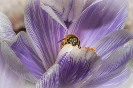 A macro photo of a bee on a purple flower with orange pistil and stamen. Purple blurry background. Picture from Eslov, Swedenの写真素材
