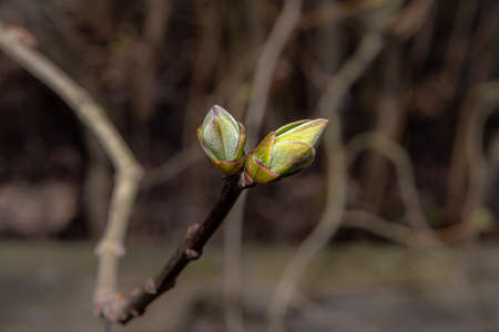 A close-up photo of buds on a tree. Dark blurry background. Picture from Eslov, Sweden
