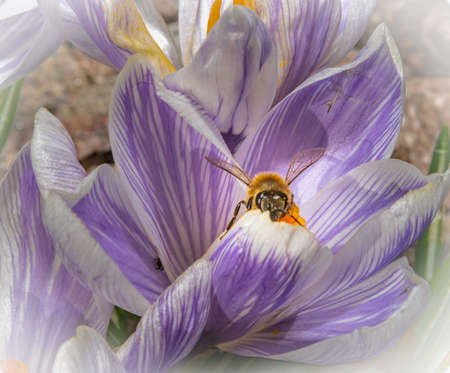 A macro photo of a bee on a purple flower with orange pistil and stamen. Purple blurry background....