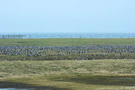 Lomma beach meadows, Malmo, southern Sweden. Blue sky and ocean in the background