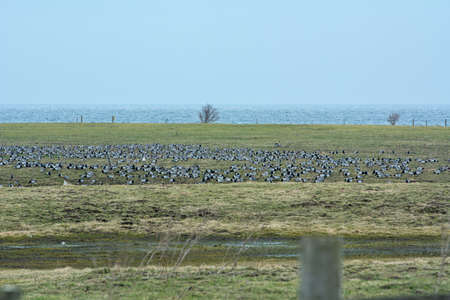 Lomma beach meadows, Malmo, southern Sweden. Blue sky and ocean in the background