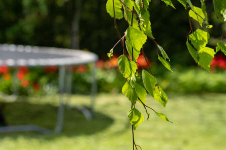 A closeup photo of fresh spring leaves on a birch tree. Green lawn and hedge in the backgroundの写真素材