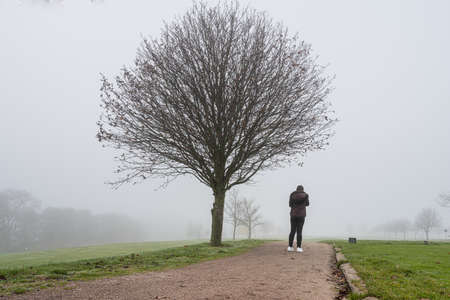 A willow tree with a misty background. Picture from Scania county, Sweden