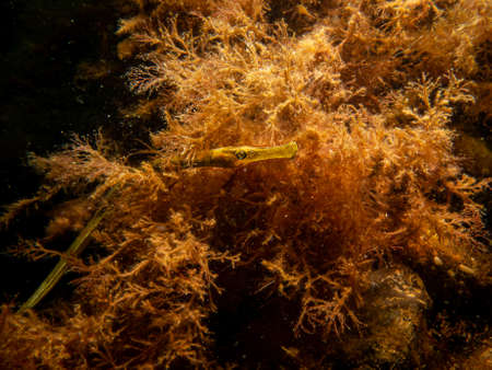 A close-up picture of a straightnose pipefish, Nerophis ophidion, among seaweed and stones. Picture from The Sound, between Sweden and Denmarkの写真素材