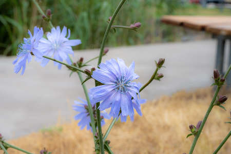 A close-up picture of a purple flowerの写真素材