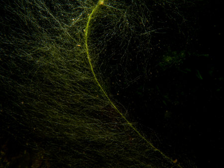 A close-up picture of seagrass. Black background. Picture from The Sound, between Sweden and Denmark