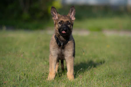 Dog portrait of an eight weeks old German Shepherd puppy with a green grass background. Sable colored, working line breedの写真素材