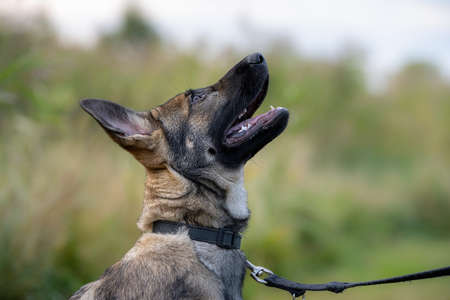 A close-up portrait of a four-month-old German Shepherd puppy. Green grass in the background