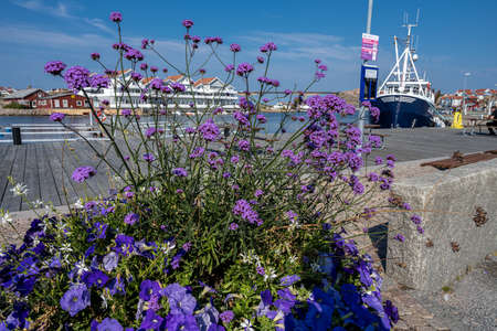 A close-up picture of a plant with purple flowersの写真素材