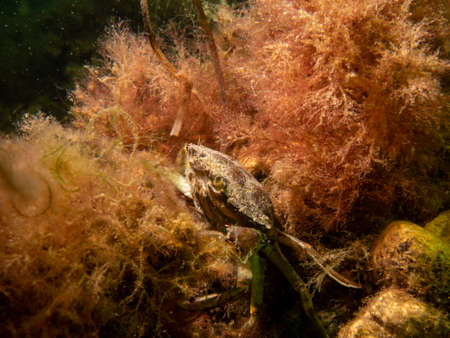 A close-up picture of a crab among seaweed. Picture from The Sound, between Sweden and Denmark