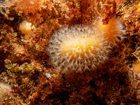 A closeup picture of a feeding soft coral dead mans fingers or Alcyonium digitatum. Picture from the...