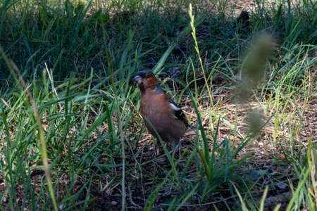 A small bird in tall grass. Picture from the Baltic island of Oland