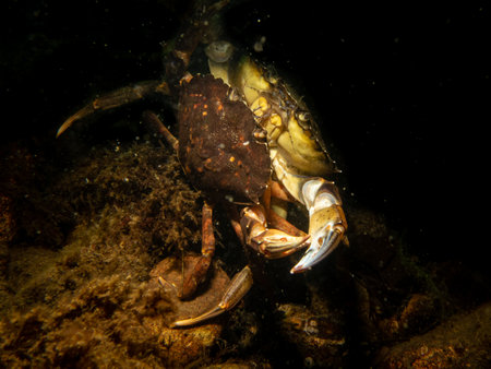 A crab among seaweed and stones. Picture from The Sound, between Sweden and Denmarkの写真素材