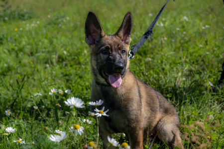 Dog portrait of an eleven weeks old German Shepherd puppy in green grassの写真素材