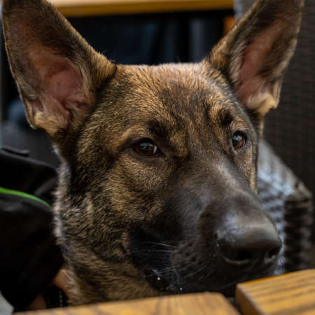A close-up picture of a seven-month-old German Shepherd. Sable colored working line breedの写真素材
