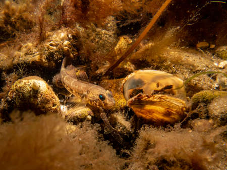 A close-up picture of a Goby fish and a blue mussel, Mytilus edulis, in cold Northern European...