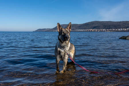 A young German Shepherd in a lake. Sable colored working line breed. Blue water and mountains in the backgroundの写真素材