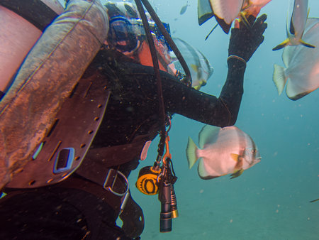 School of Platax teira, Longfin spadefish, or batfish, and a SCUBA diver Puerto Galera, Philippines. This is in the center of the coral triangleの写真素材