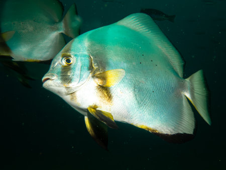 School of Platax teira, Longfin spadefish, or batfish, and a SCUBA diver Puerto Galera, Philippines. This is in the center of the coral triangleの写真素材