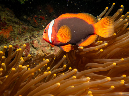 Tomato anemonefish, Amphiprion frenatus, in the host anemone at a coral reef, Puerto Galera, Philippinesの写真素材