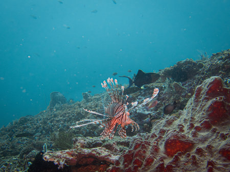 Red lionfish, Pterois volitans, at a Puerto Galera reef, Philippines. This species is naturally found in these waters and is not a threat to the marine life in the areaの写真素材