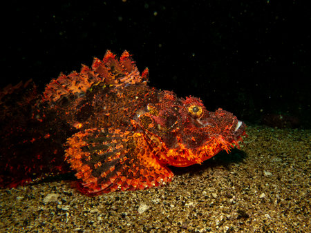 Papuan Scorpionfish, Scorpaenopsis papuensis, found at a coral reef in Puerto Galera, Philippines. This species is a master of disguise and can be very hard to spotの写真素材