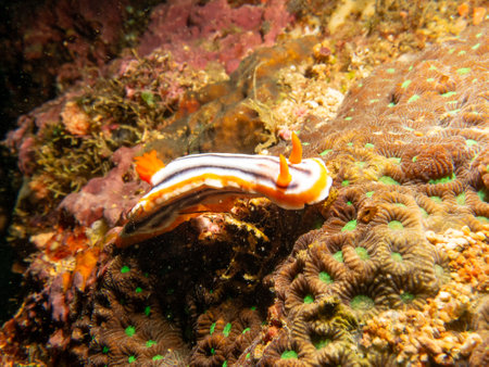 A Chromodoris annae nudibranch crawling on hard corals in Puerto Galera, Philippines. This is the center of the coral triangle with an outstanding biodiversityの写真素材