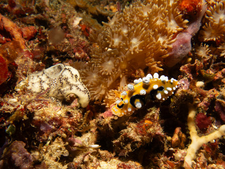 Bright yellow and white Ocellated Phyllidia nudibranch, Phyllidia ocellata, a sea slug, a dorid...