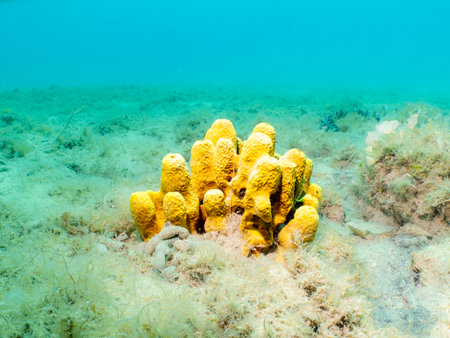 Yellow tube sponge, Aplysina aerophoba, with a light turquoise ocean background. Picture from the Adriatic Sea, Croatiaの写真素材