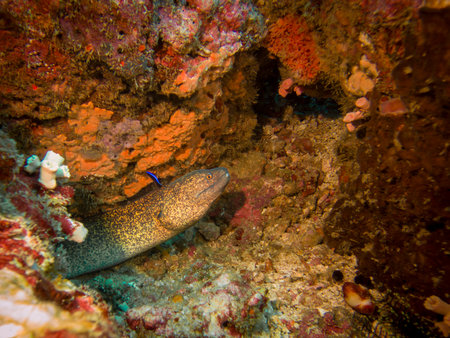 A Yellowmargin Moray Eel or Gymnothorax flavimarginatus in a beautiful coral reef in Puerto Galera,...
