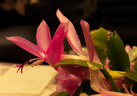 A closeup picture of a red flower. Dark backgroundの写真素材