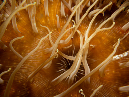 An amazingly beautiful pattern of a sea anemone. Underwater macro photo of patterns in nature. The Clownfish lives in symbioses with its hostの写真素材