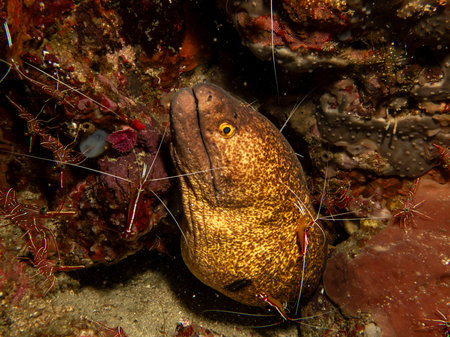A Yellowmargin Moray Eel or Gymnothorax flavimarginatus with cleaner shrimps in a beautiful coral...