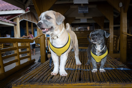 A portrait of a white and a gray dog on a bamboo table. The dogs wear yellow harnessesの写真素材