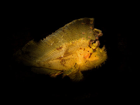Awesome Leaf scorpionfish isolated with a black background. From a wreck dive outside Puerto Galera in the Philippines.の写真素材
