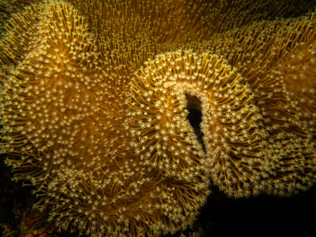 Goniopora species, Daisy or Flowerpot coral, the early explorers thought it was plants instead of...