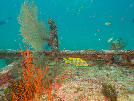 The Indian Ocean oriental sweetlips, also known as the oriental sweetlips, is a species of marine...