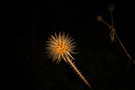 A close-up picture of a winter dry Yellowflower teasel or Dipsacus strigosus. Isolated on a black backgroundの写真素材