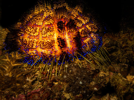 Beautiful radiant Fire Urchin or Astropyga radiata, the red urchin, false fire urchin or...
