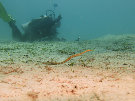 A pipefish found on a muck dive with a scuba diver in the background. Picture from Puerto Galera, Philippinesの写真素材